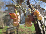 Aristolochia californica, California Pipevine