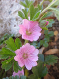 Sidalcea malviflora, Checkerbloom