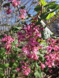 Ribes sanguineum var. glutinosum, Pink Flowering Currant