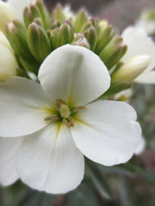 Erysimum concinnum, Coast Wallflower
