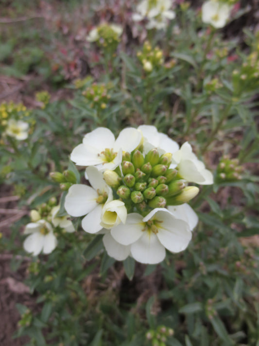 Erysimum concinnum, Coast Wallflower