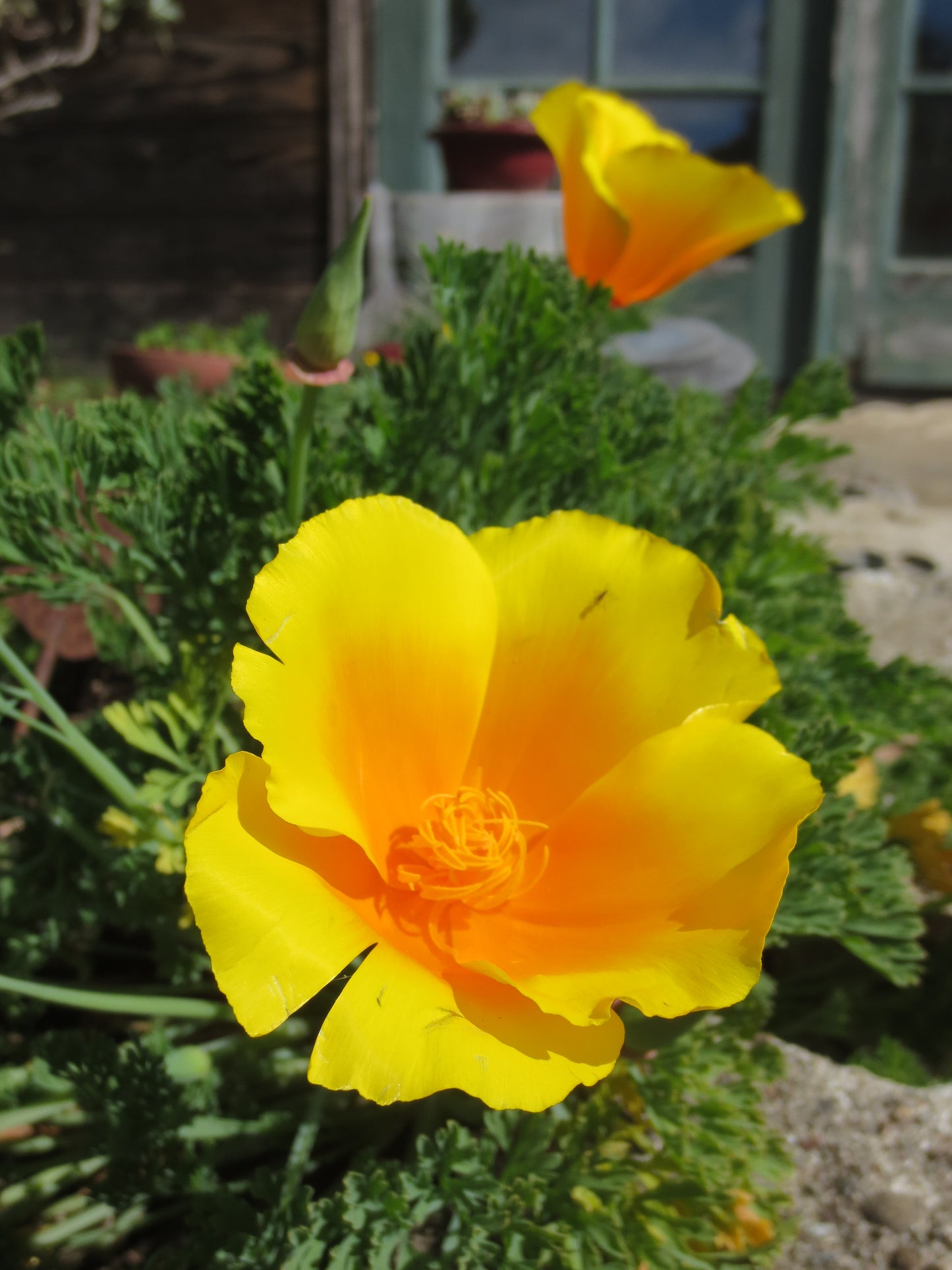 Eschscholzia californica var. maritima, Coastal Poppy