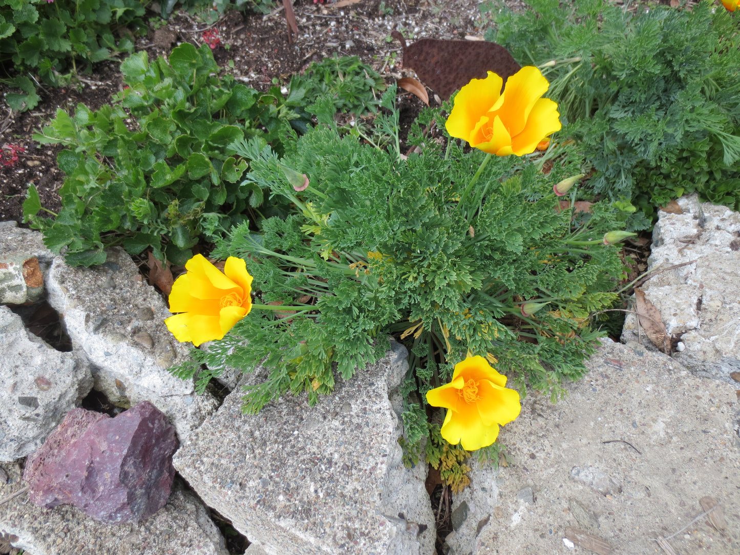 Eschscholzia californica var. maritima, Coastal Poppy
