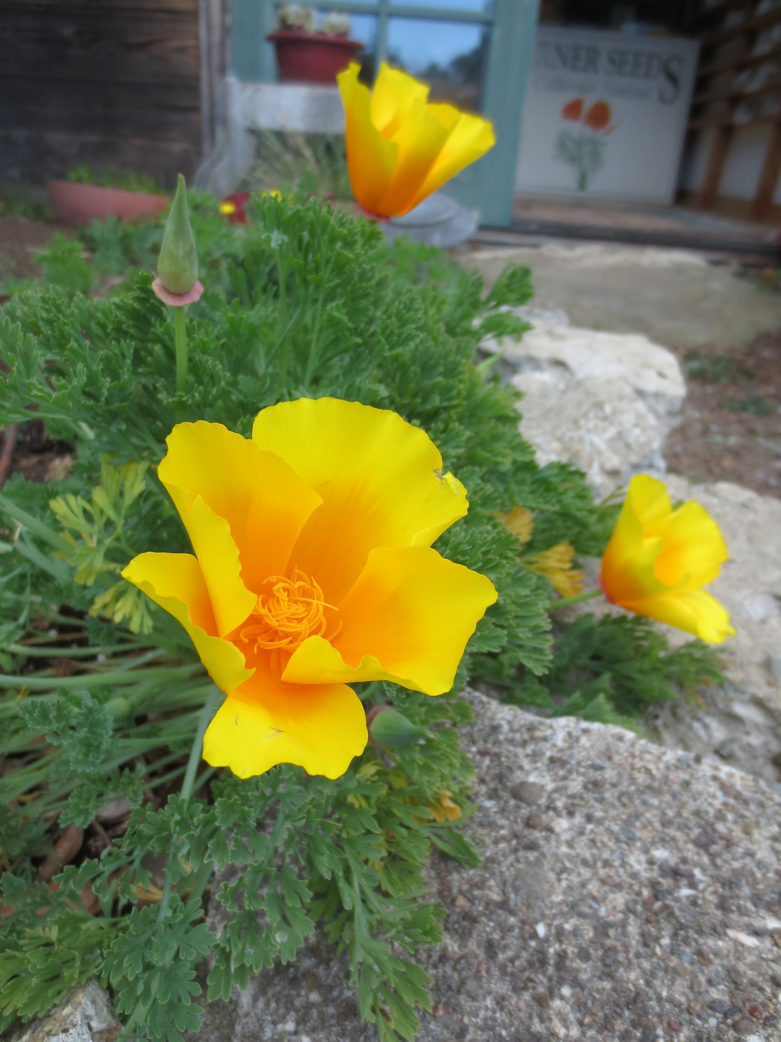 California Poppy (Eschscholzia californica)