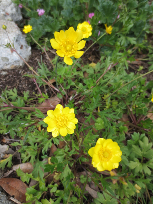 Ranunculus californicus, Buttercup