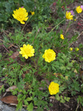 Ranunculus californicus, Buttercup