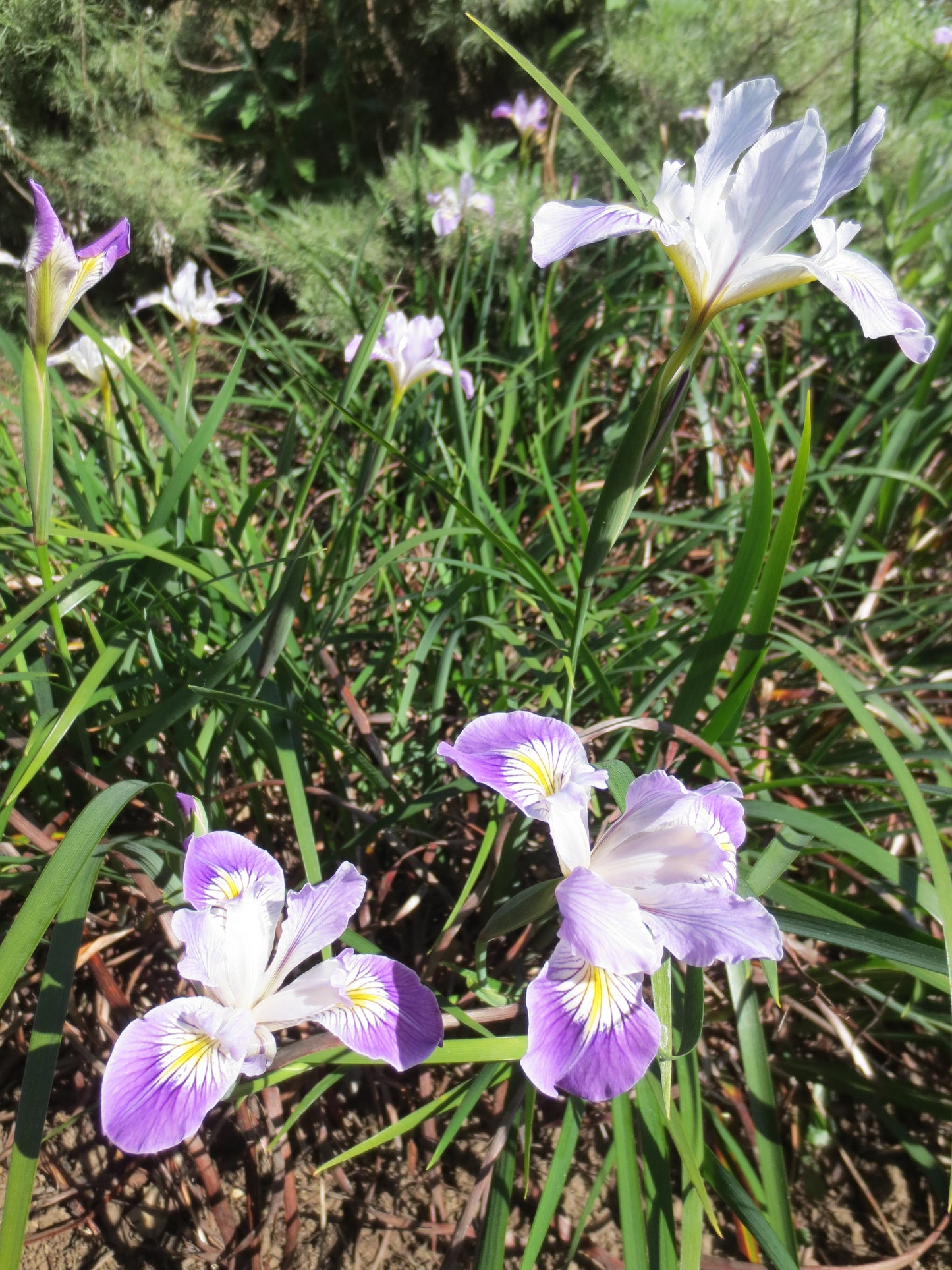 Iris douglasiana, Douglas Iris