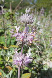 Salvia leucophylla, Purple Flowering Sage