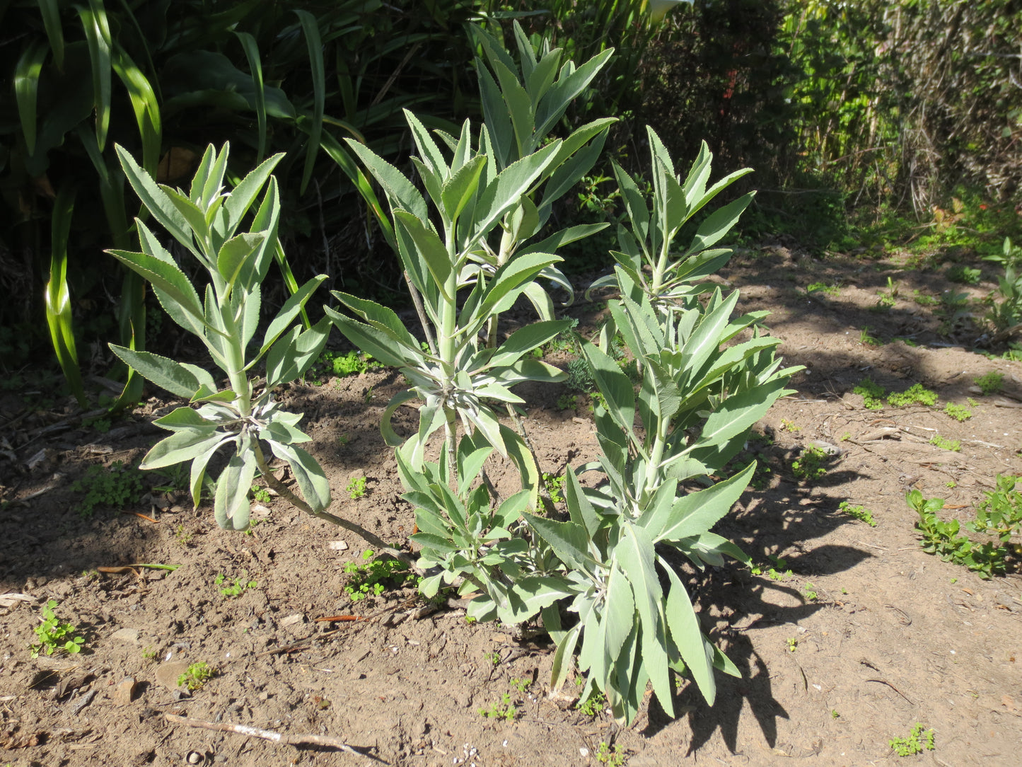 Salvia apiana, White Sage