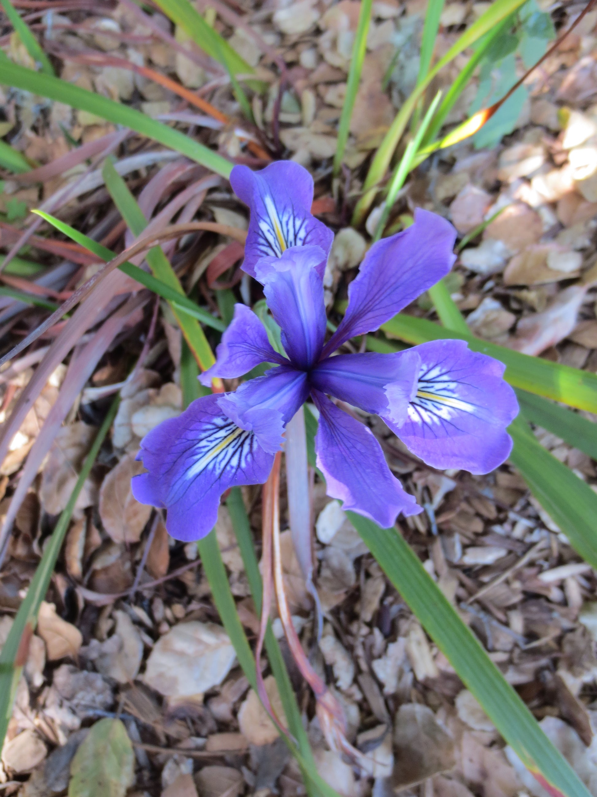 planting wild iris seeds Iris douglasiana, Douglas Iris – Larner Seeds