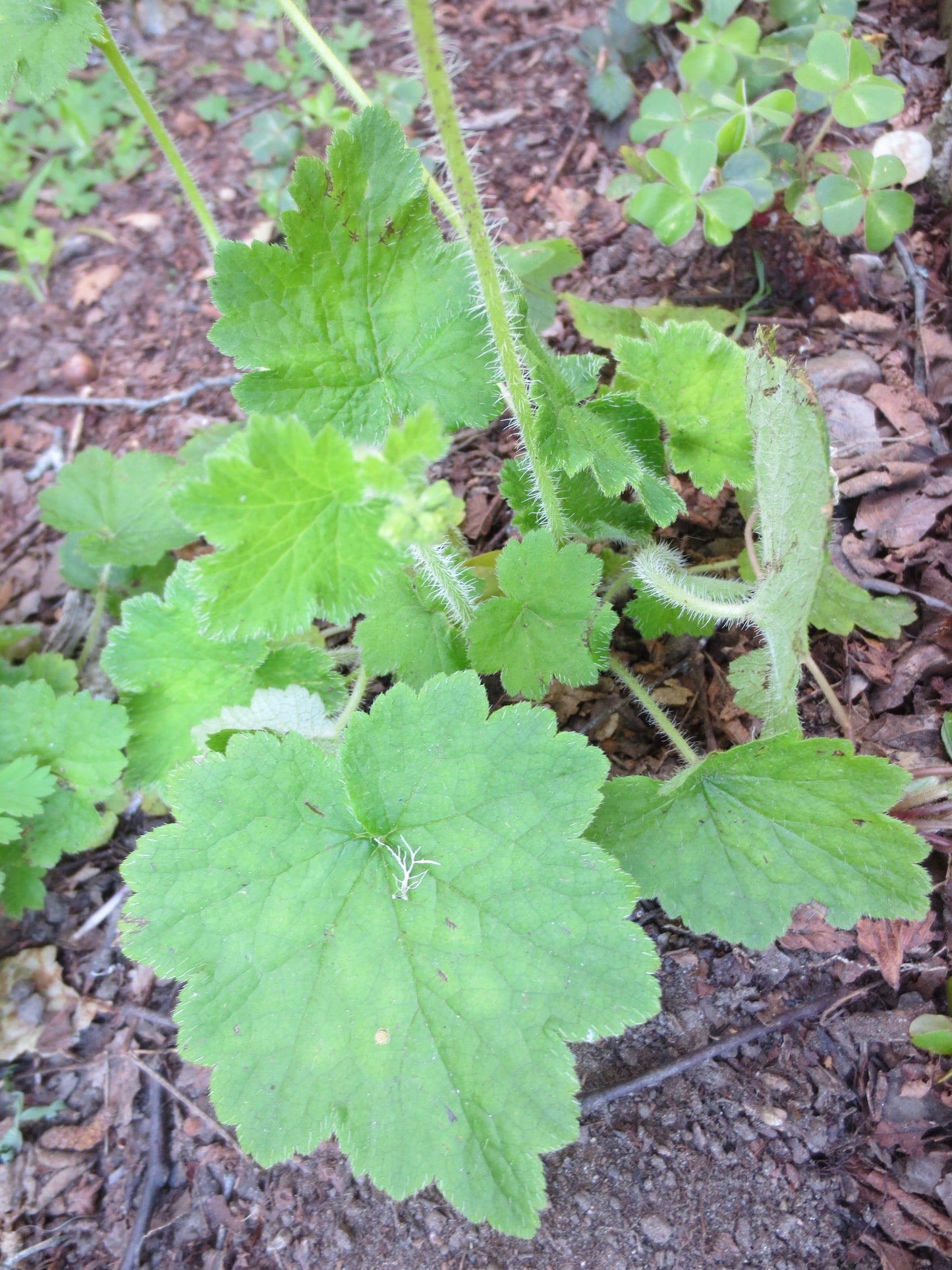 Tellima grandiflora, Fringe Cups