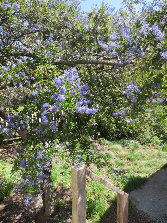 Ceanothus thyrsiflorus, Wild Lilac