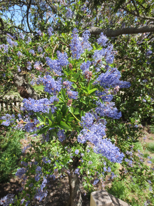Ceanothus thyrsiflorus, Wild Lilac