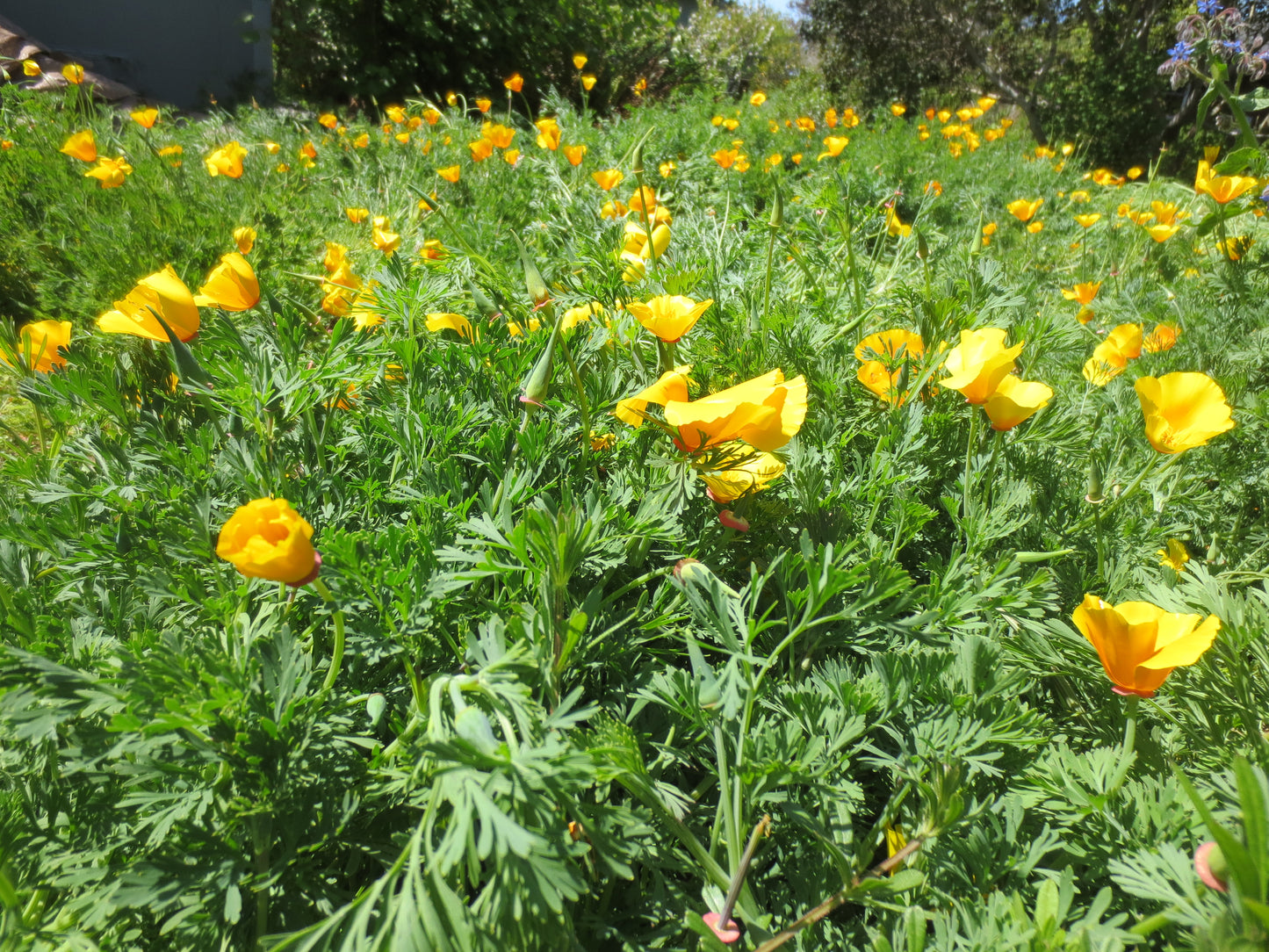 Eschscholzia californica var. maritima, Coastal Poppy