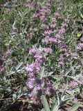 Salvia leucophylla, Purple Flowering Sage