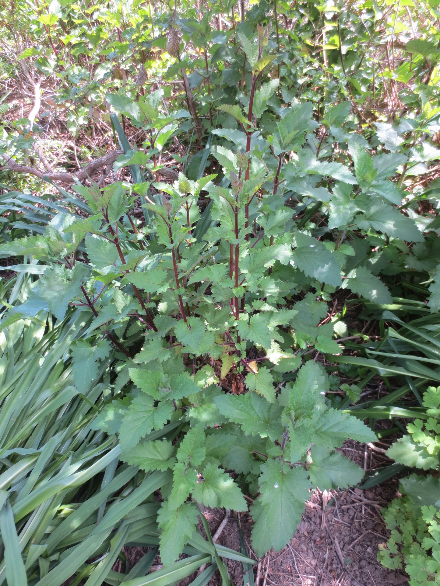 Scrophularia californica, Bee Plant