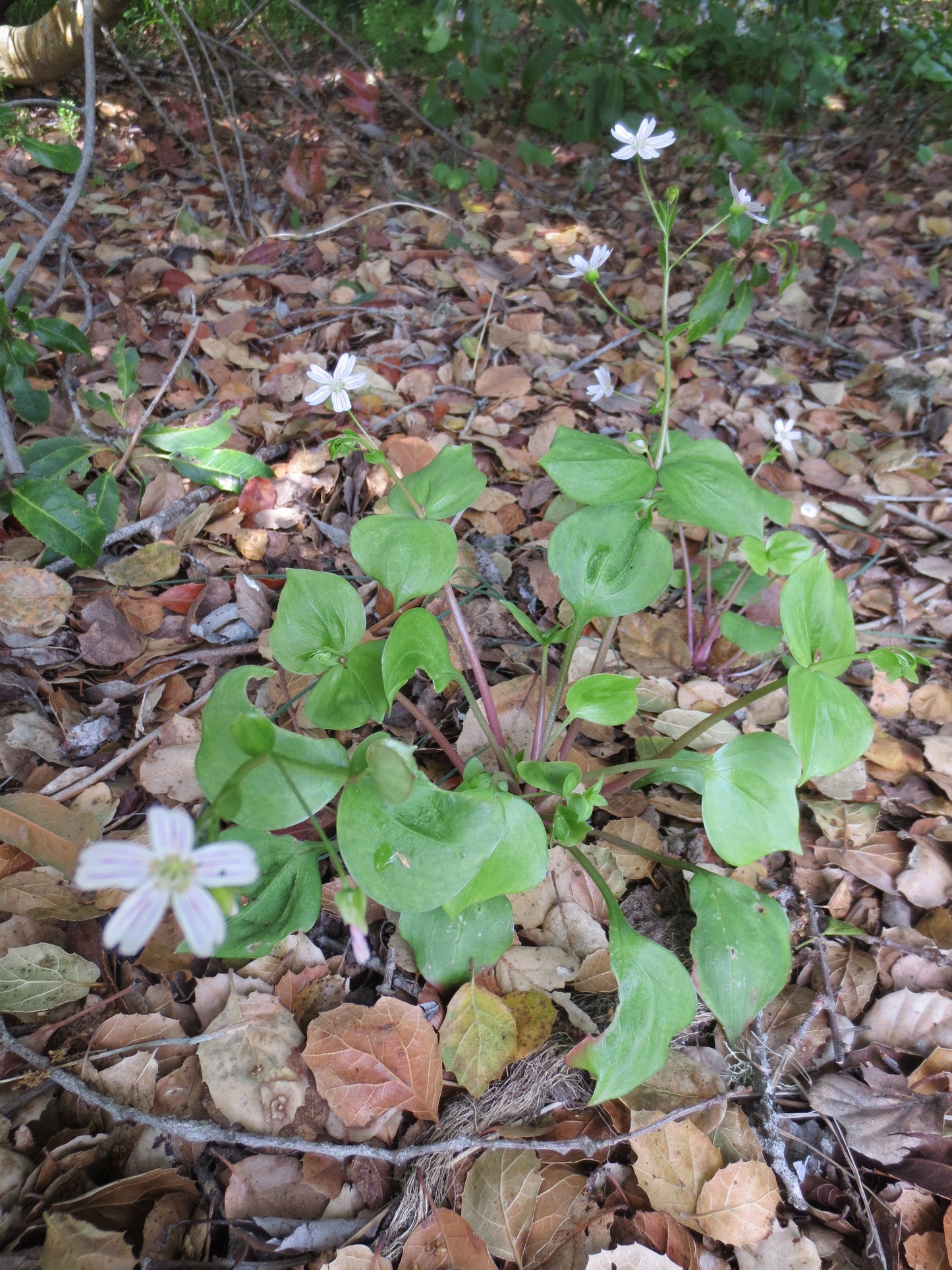 Claytonia sibirica, Peppermint Candy Flower