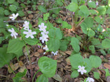 Claytonia sibirica, Peppermint Candy Flower