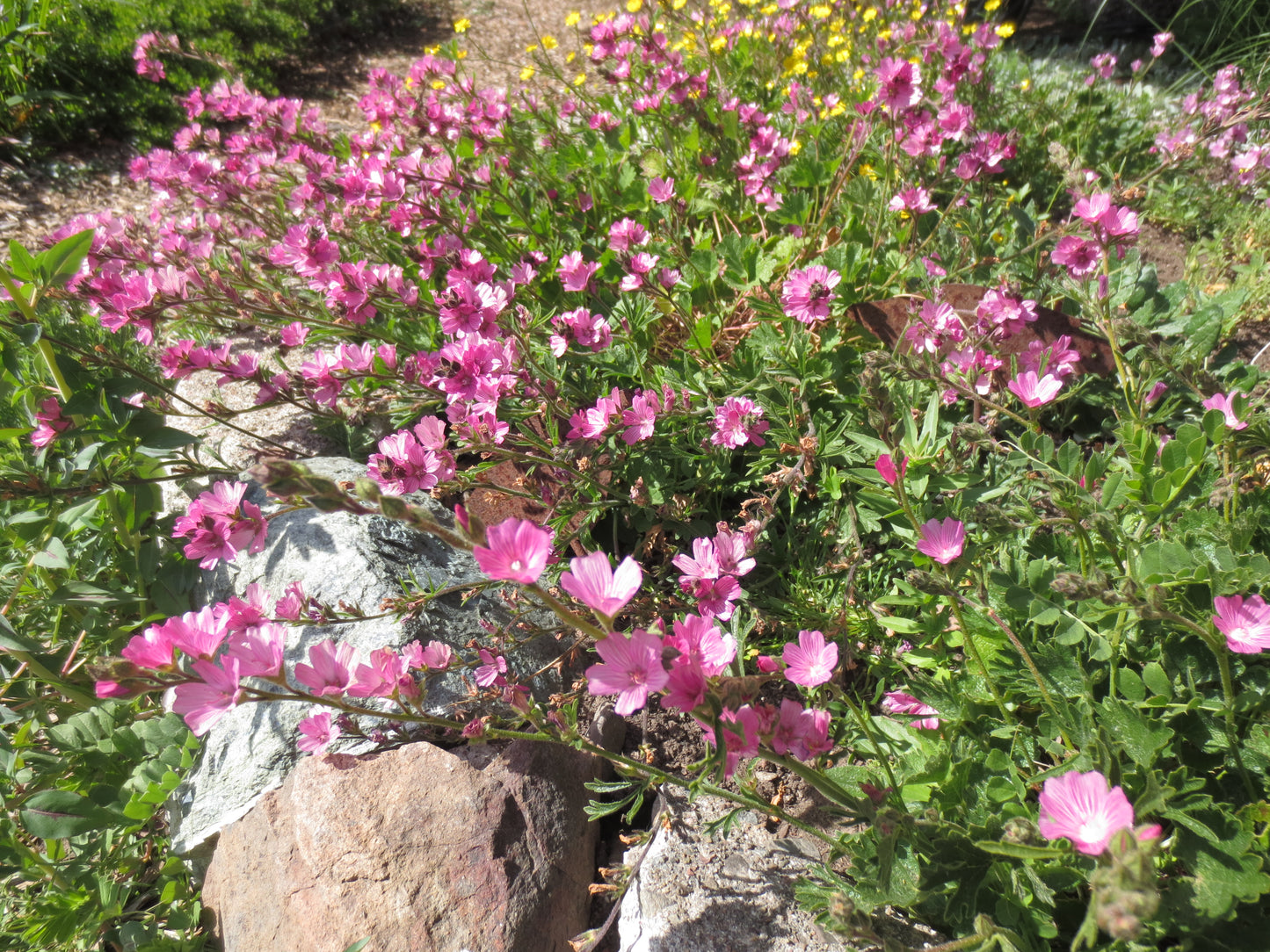 Sidalcea malviflora, Checkerbloom