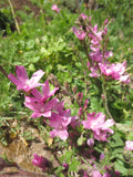 Sidalcea malviflora, Checkerbloom