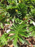 Potentilla anserina ssp. pacifica, Silverweed