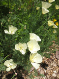 Eschscholzia californica 'Moonglow' Poppy