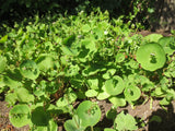 Claytonia perfoliata, Indian or Miner's Lettuce