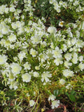 Limnanthes douglasii ssp. nivea, White Seafoam