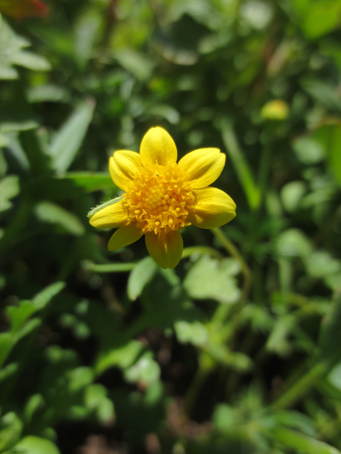 Lasthenia glabrata, Goldfields