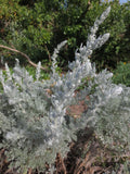 Artemisia pycnocephala, Soft Sage