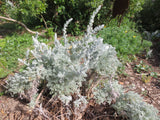 Artemisia pycnocephala, Soft Sage