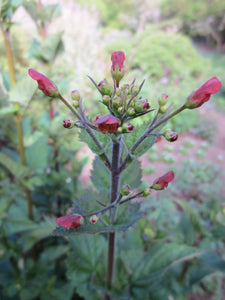 Scrophularia californica, Bee Plant