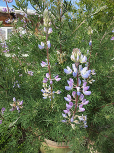 Lupinus propinquus, Violet-Flowered Lupine