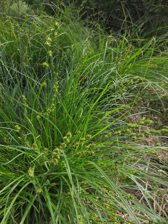 Carex praegracilis, Slender Sedge