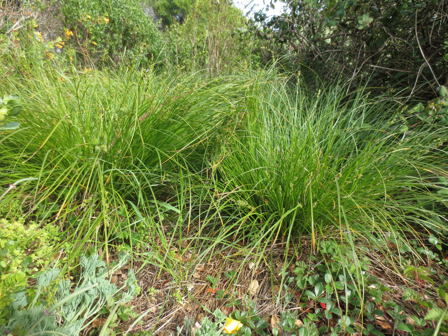 Carex praegracilis, Slender Sedge