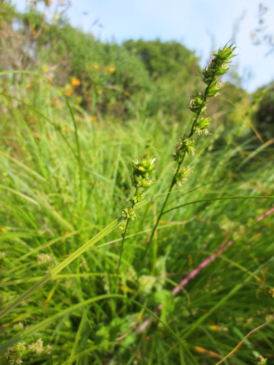 Carex praegracilis, Slender Sedge