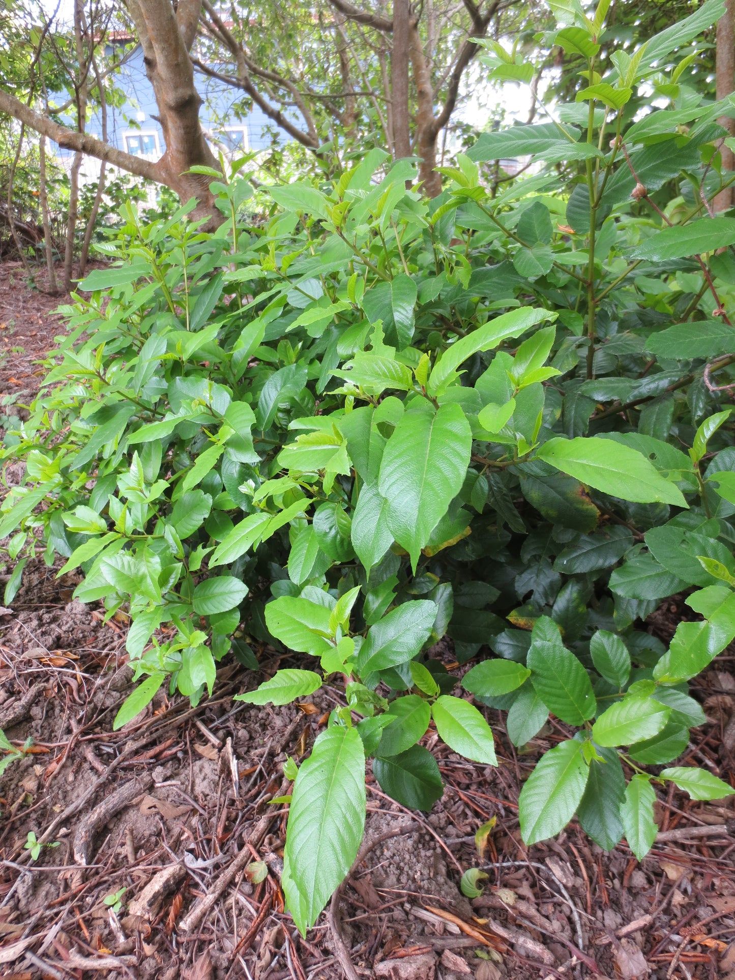 Frangula californica, Coffeeberry