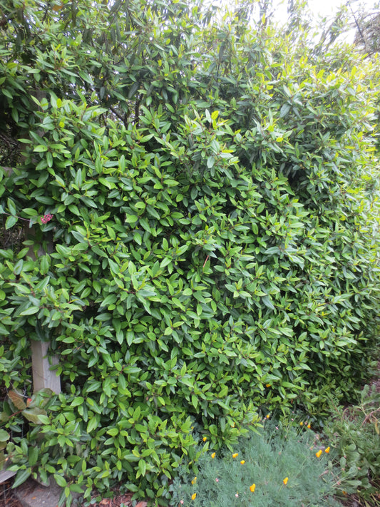 Frangula californica, Coffeeberry