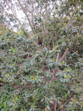 Frangula californica, Coffeeberry
