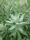 Artemisia suksdorfii, Coastal Mugwort