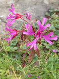 Clarkia concinna, Red Ribbons