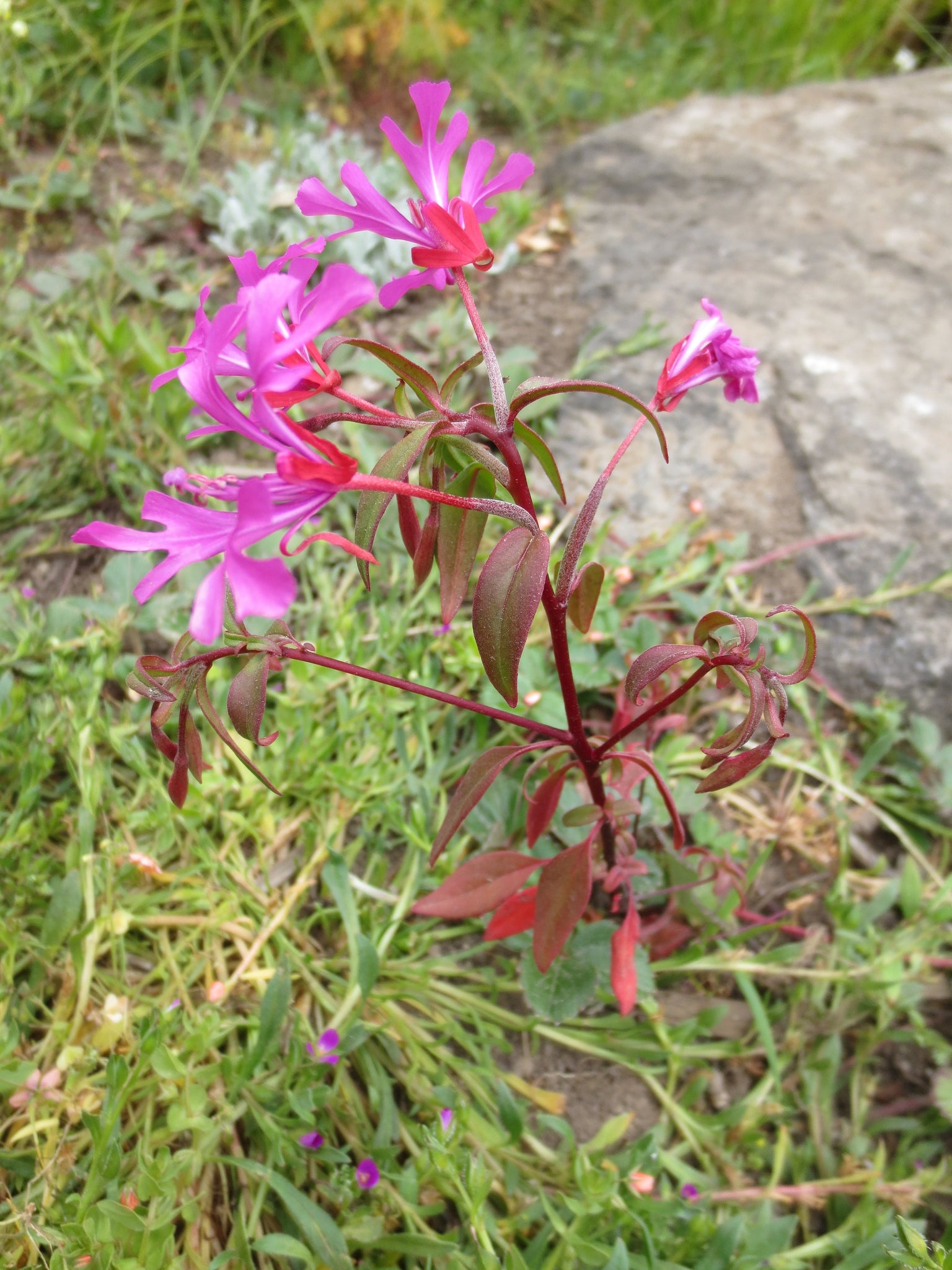Clarkia concinna, Red Ribbons – Larner Seeds