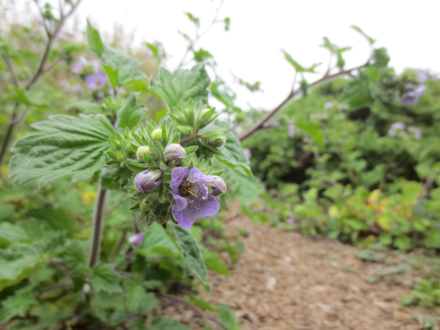 Phacelia bolanderi, Bolander's Phacelia