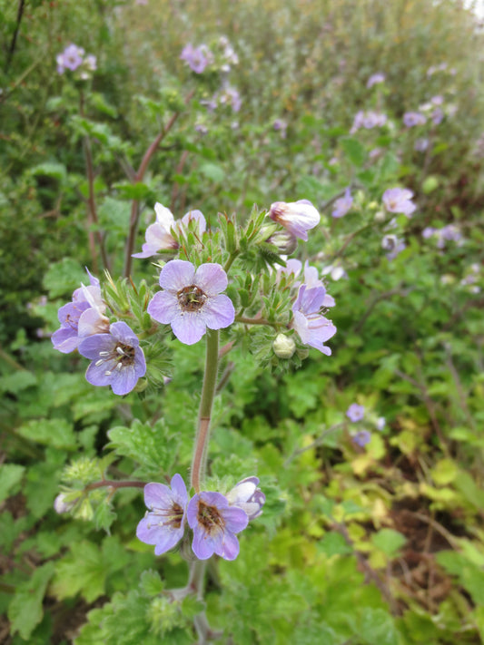 Phacelia bolanderi, Bolander's Phacelia