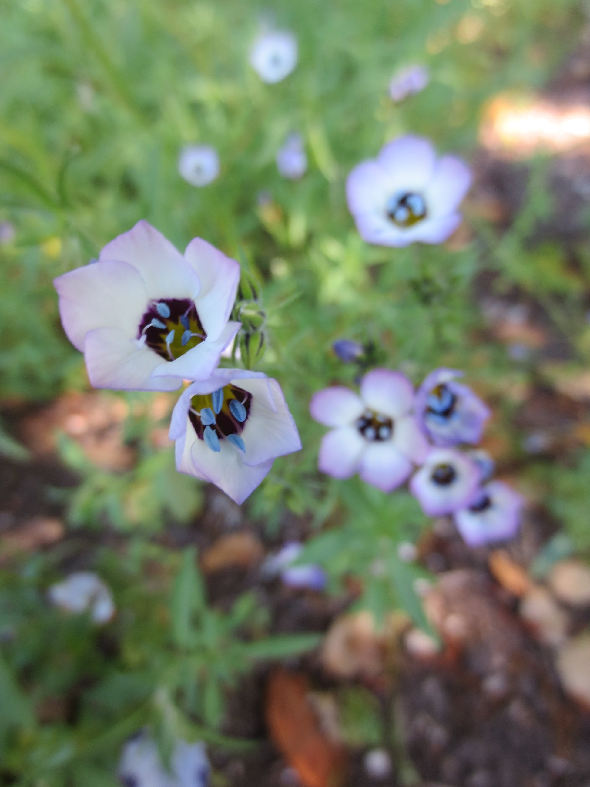 birds eye flower seeds Gilia tricolor, Bird's Eye Gilia – Larner Seeds