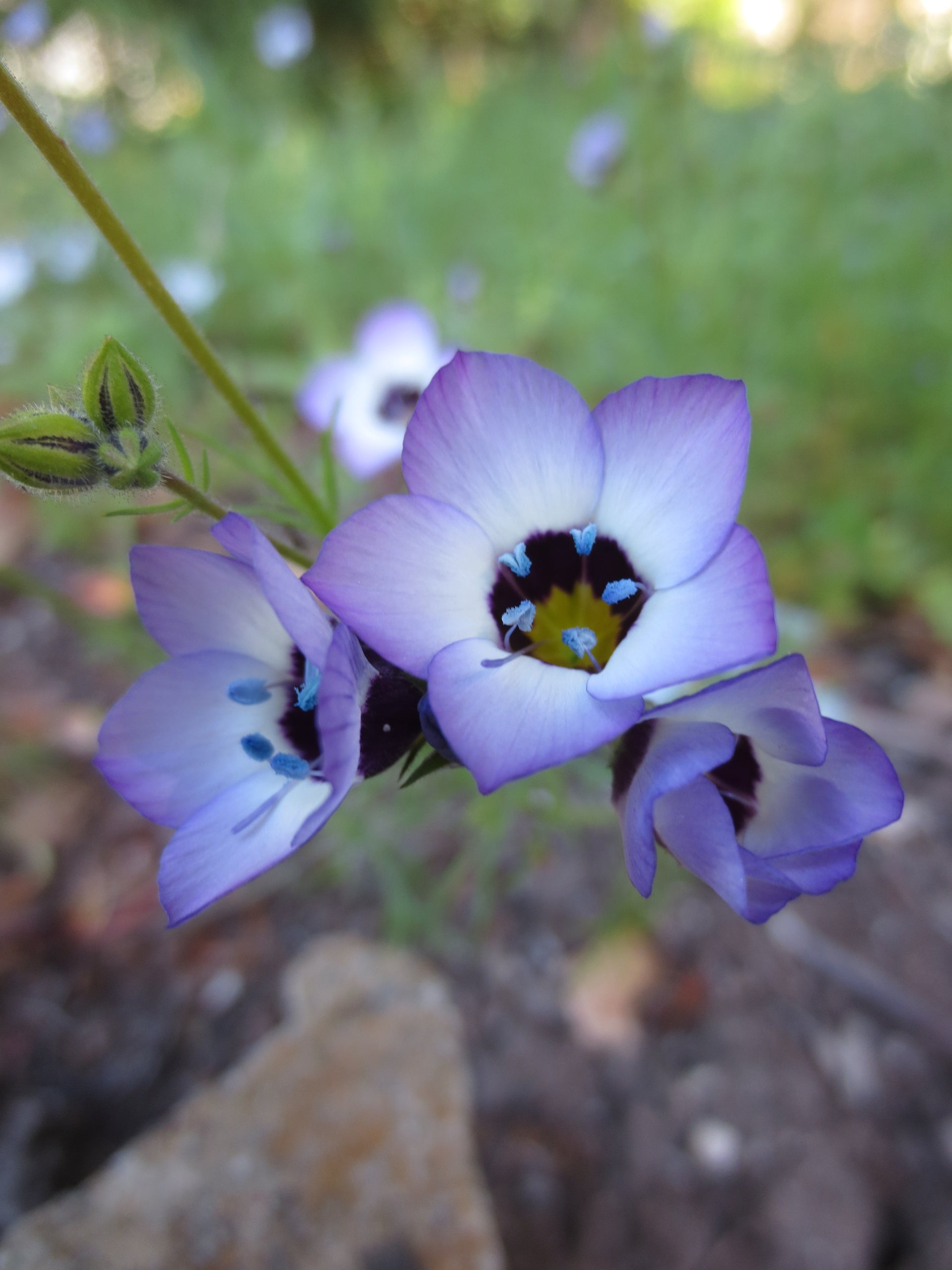 Gilia tricolor, Bird's Eye Gilia – Larner Seeds