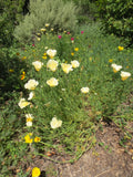 Eschscholzia californica 'Mixed Colors' Poppy