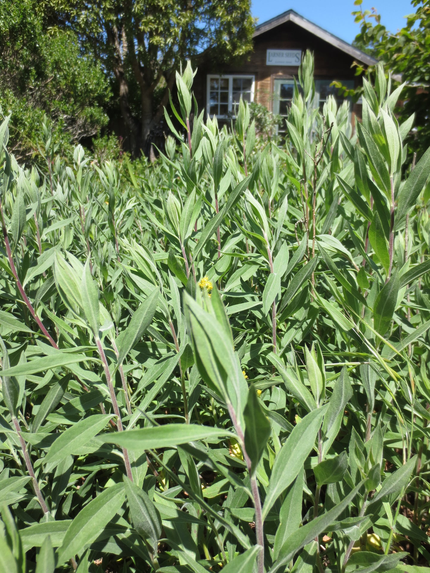 Solidago californica, California Goldenrod
