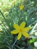 Sisyrinchium californicum, Yellow-eyed Grass