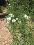 Achillea millefolium, White Yarrow